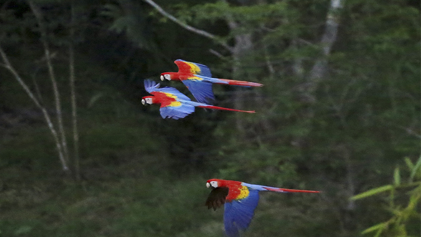 Guacamaya roja