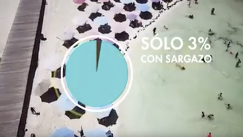 sargazo quintana roo