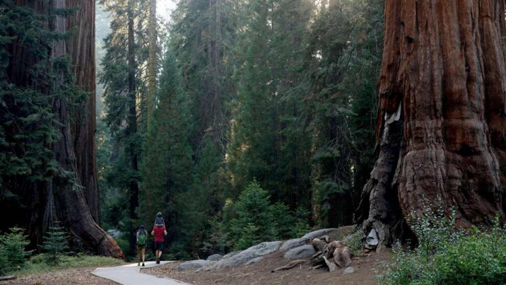 California Land of Giants