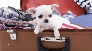 aviones pet friendly