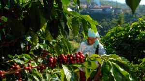 Sectur Pide un café mexicano