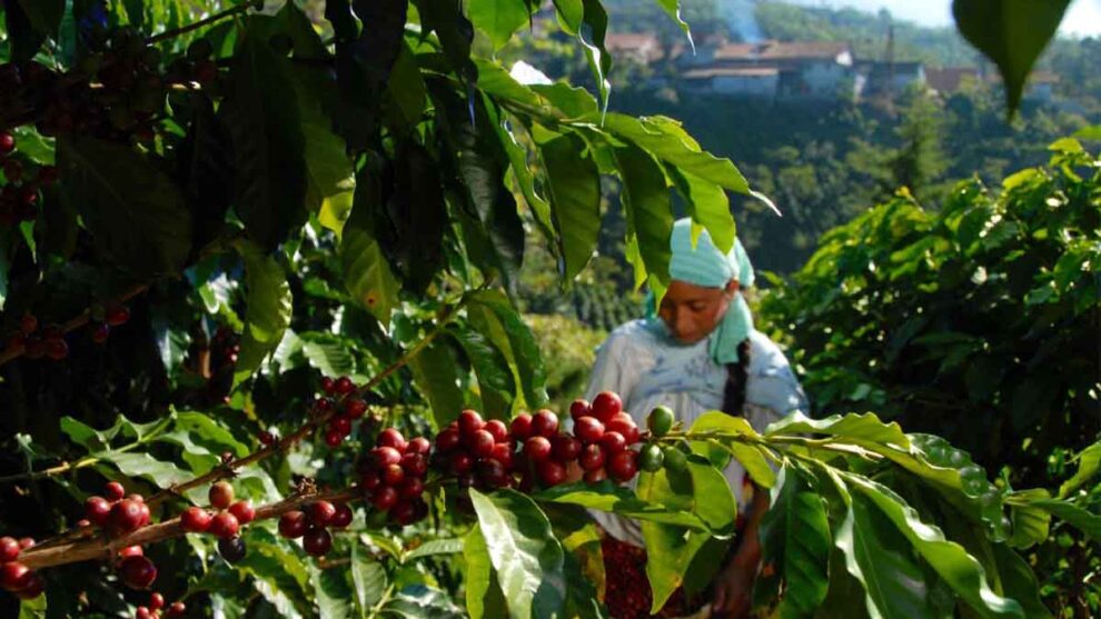 Sectur Pide un café mexicano