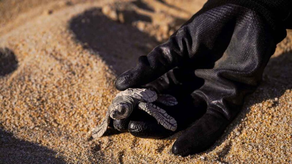 Solmar Los Cabos Día Mundial del Medio Ambiente