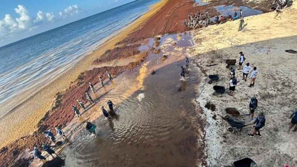 Sargazo recolección Marina