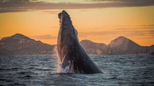 Los Cabos avistamiento de ballenas