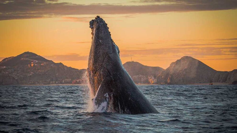 Los Cabos avistamiento de ballenas