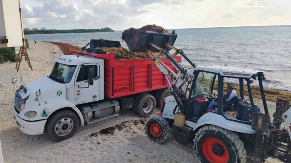 Playa del Carmen recale atípico de sargazo