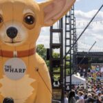 Washington DC Chihuahuas 3