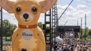 Washington DC Chihuahuas 3