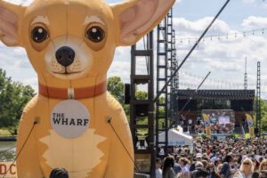 Washington DC Chihuahuas 3