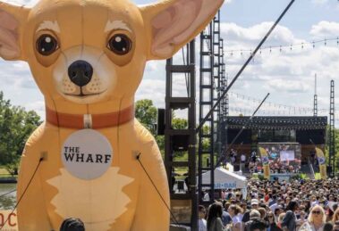 Washington DC Chihuahuas 3