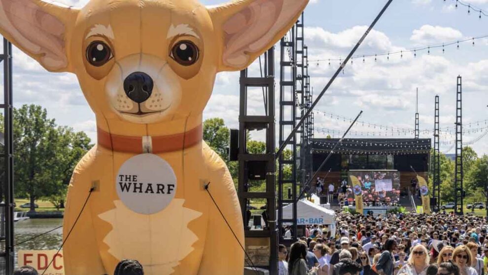 Washington DC Chihuahuas 3